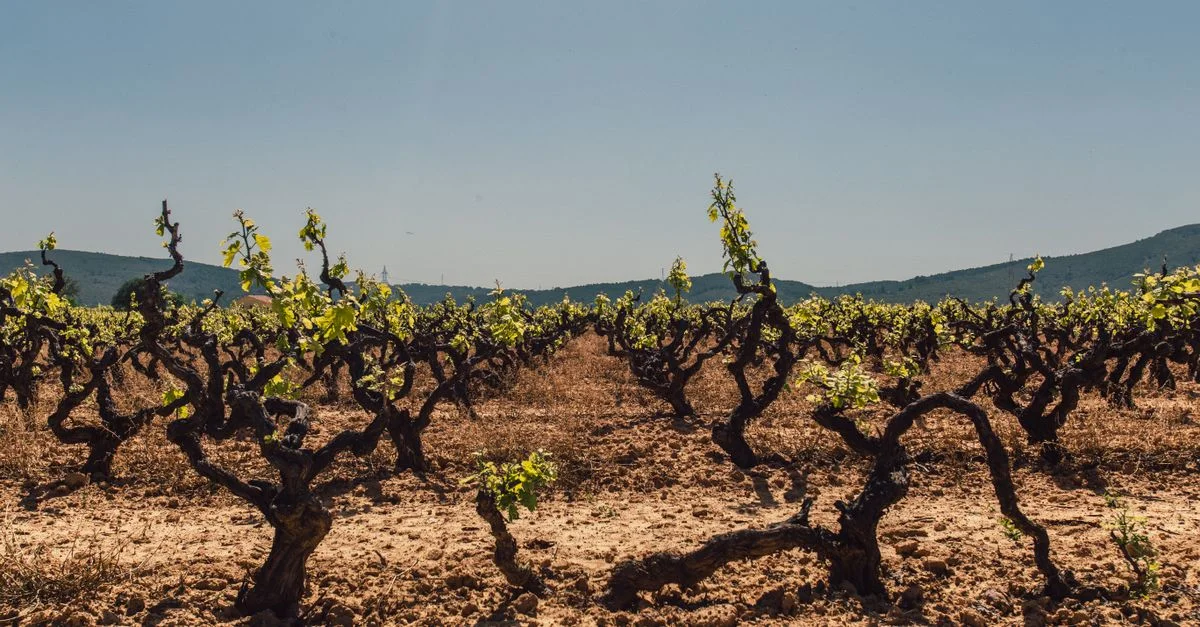 Vue d'ensemble d'un vignoble avec de jeunes vignes sous un ciel bleu clair, évoquant la tranquillité.