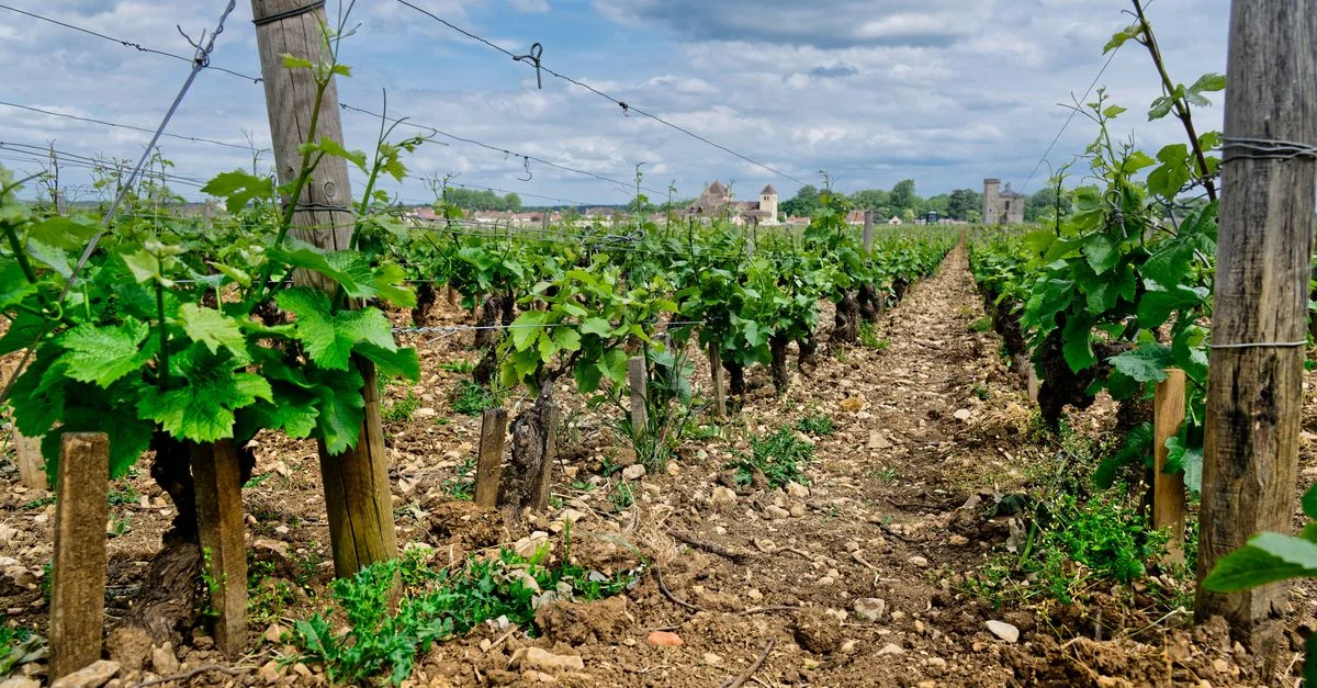 Vue pittoresque d'un vignoble vibrant à Vougeot, Bourgogne, capturant des rangées de vignes sous un ciel nuageux.